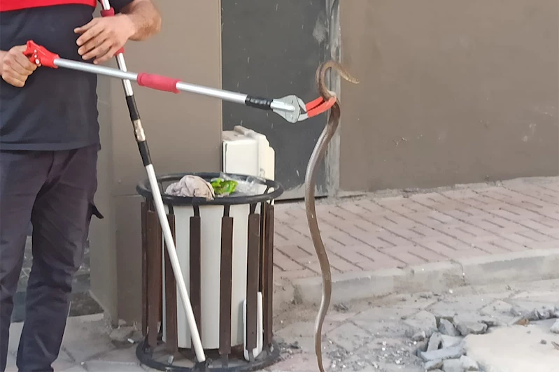 Şanlıurfa’da bodrum katında yakalanan yılan doğaya bırakıldı