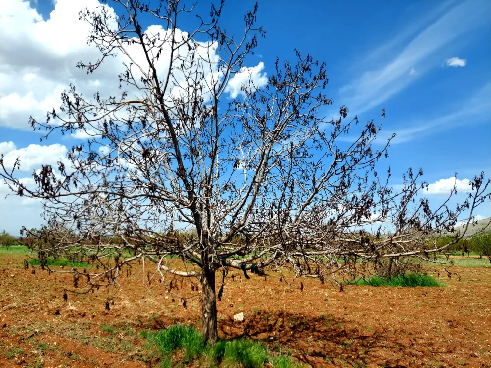 MALATYA