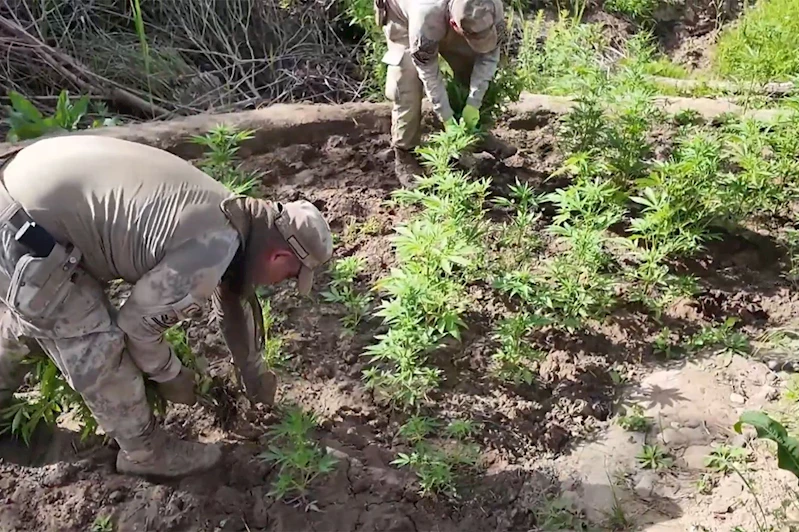 Diyarbakır’da 12 milyon 389 bin adet kök kenevir ele geçirildi