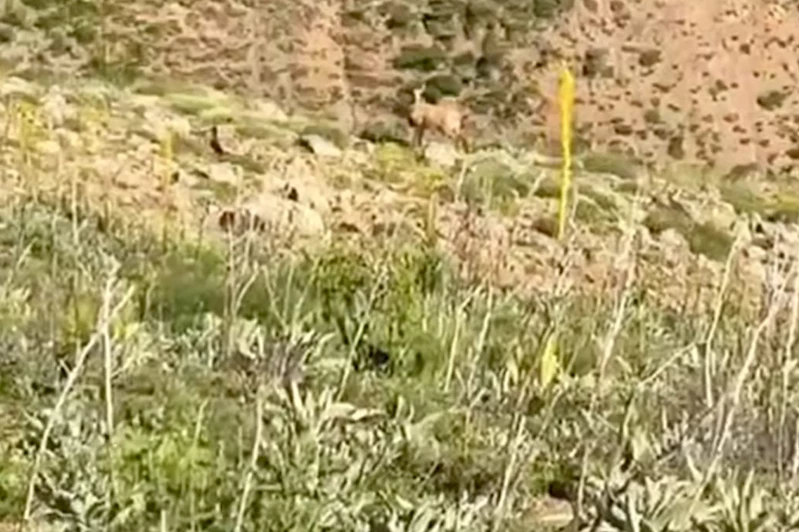 Bingöl