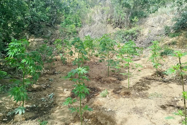 Bingöl’de 228 kök kenevir ele geçirildi