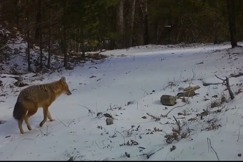 Çakalın kış mücadelesi fotokapanlara yansıdı