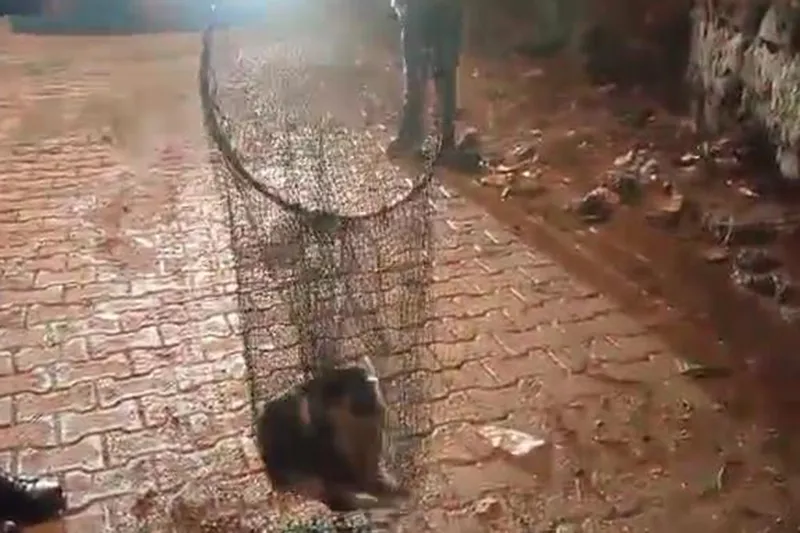 Cizre’de ayağı demir korkuluklara sıkışan kedi için itfaiye seferber oldu