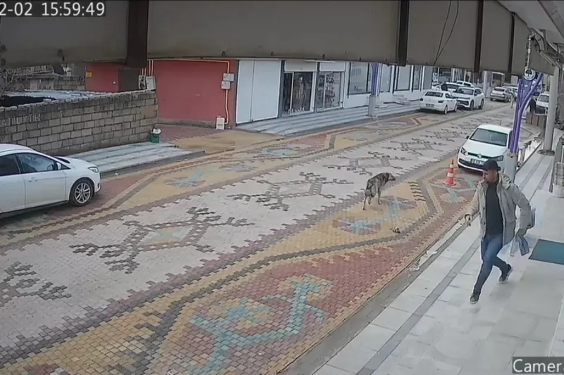 Köpeklerin saldırısına uğrayan çocuğu esnaf kurtardı