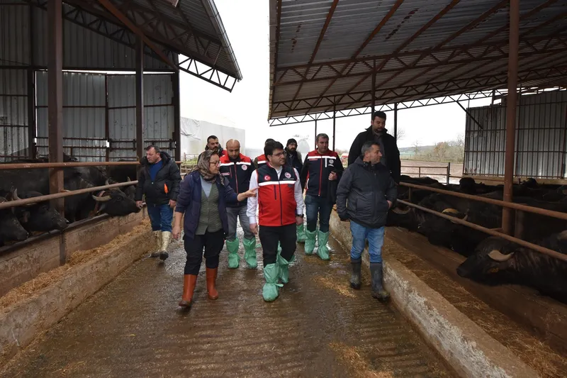  Tarım Bakanlığı'ndan buzağı kayıplarının azaltılması için eğitim