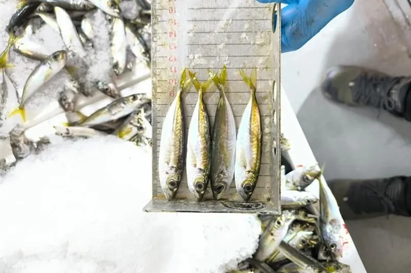 Bursa’da yaklaşık bir ton balığa el konuldu