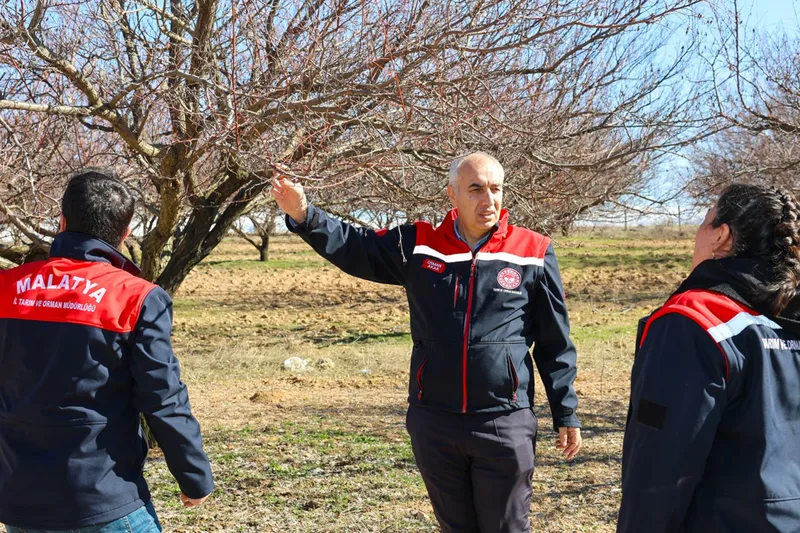 Malatya'da kayısı bahçelerinde inceleme