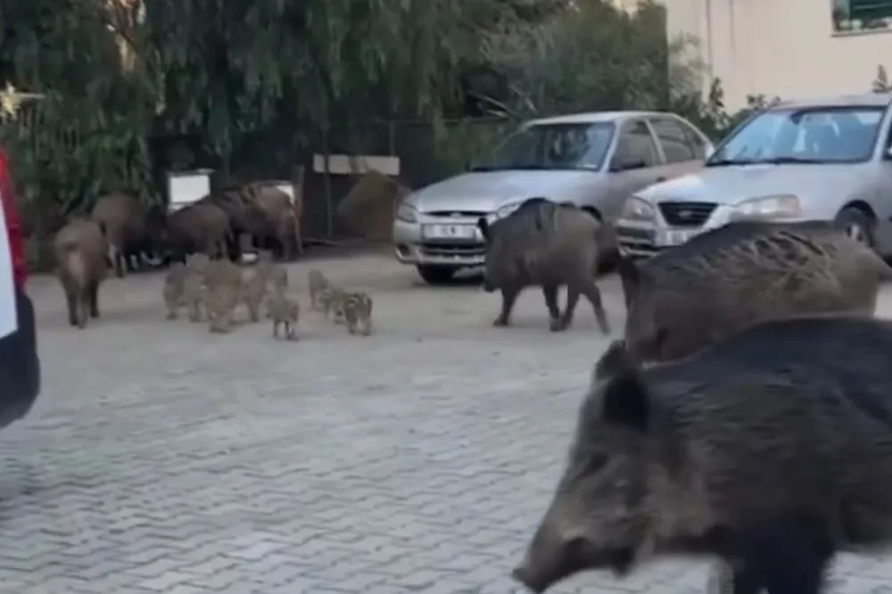 İzmir'de yaban domuzları ilçe merkezine indi