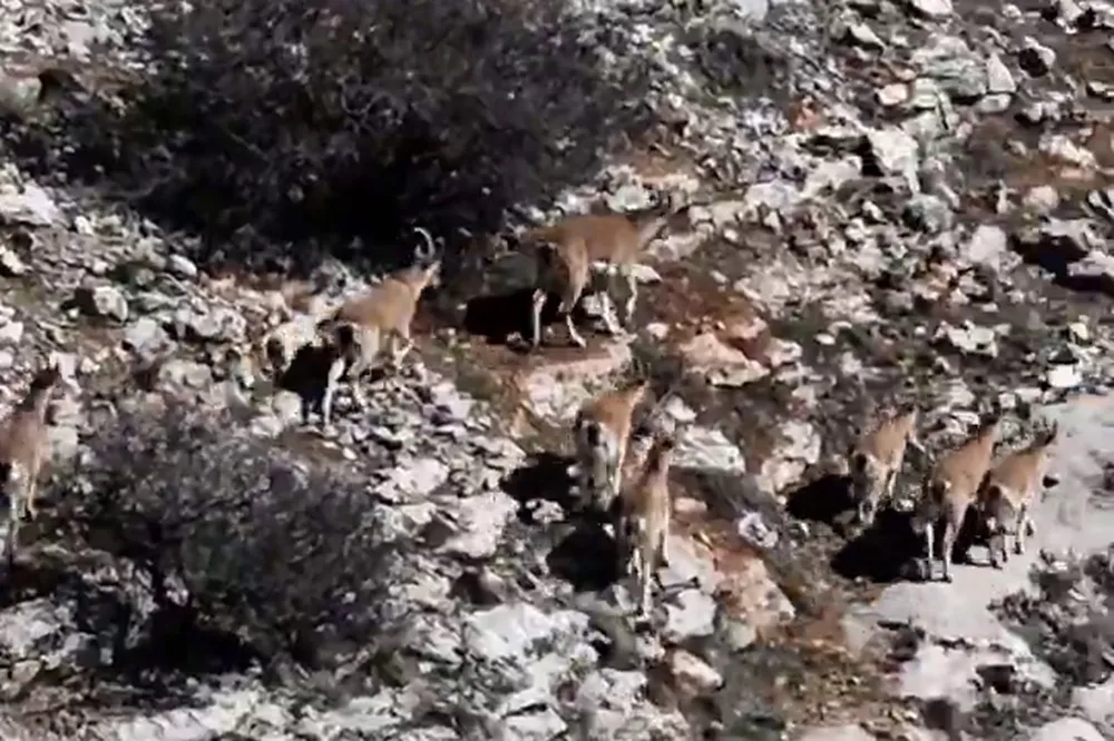 Malatya Beydağ'ında dağ keçileri görüntülendi 