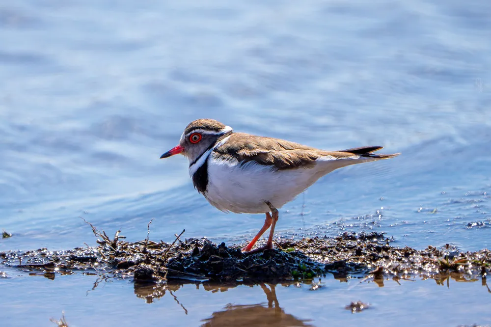 Takkeli Cılıbıt kuşu  Türkiye'de ilk kez Gaziantep'te görüntülendi