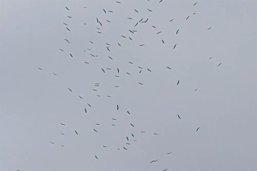 Konya semalarında leylek göçü