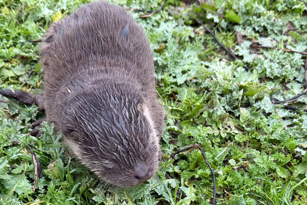 Bismil’de Göksu Çayı’nda su samuru yavruları bulundu