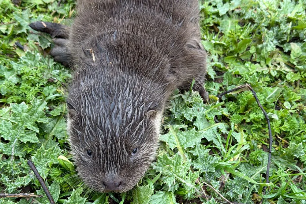 Bismil’de Göksu Çayı’nda su samuru yavruları bulundu
