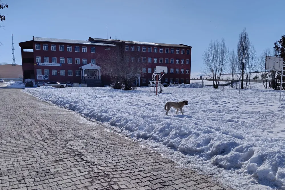Ağrı’da başıboş köpek sorunu hem can hem mal güvenliğini tehdit ediyor