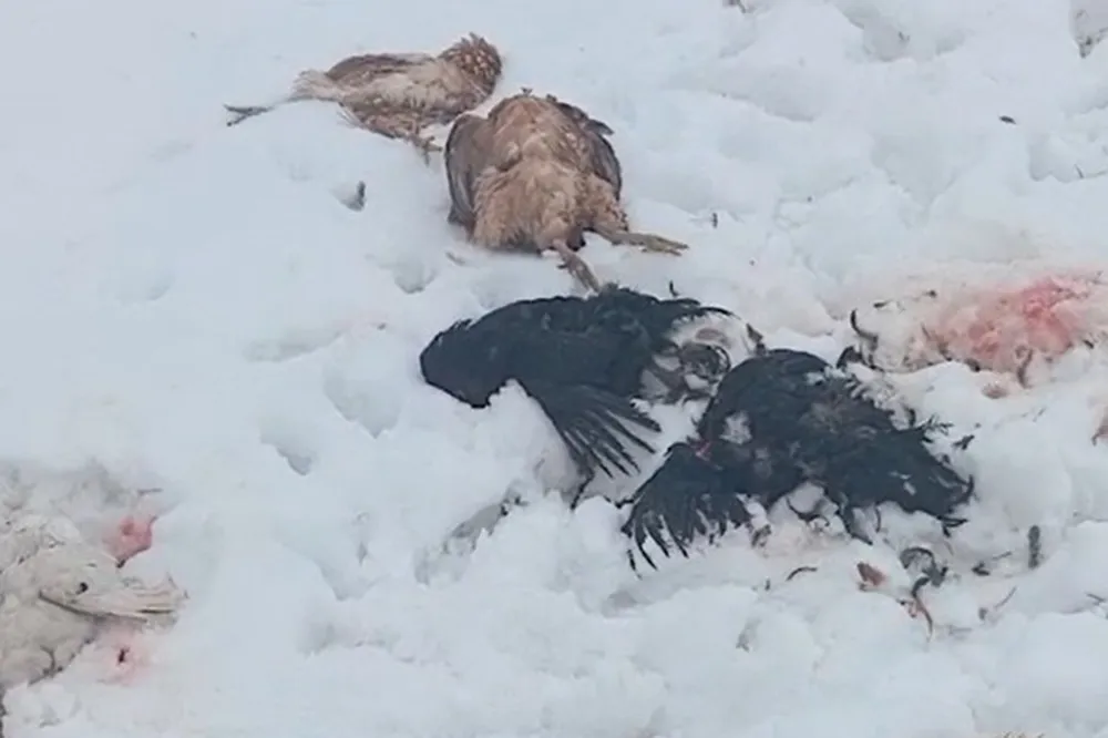 Ağrı’da başıboş köpek sorunu hem can hem mal güvenliğini tehdit ediyor