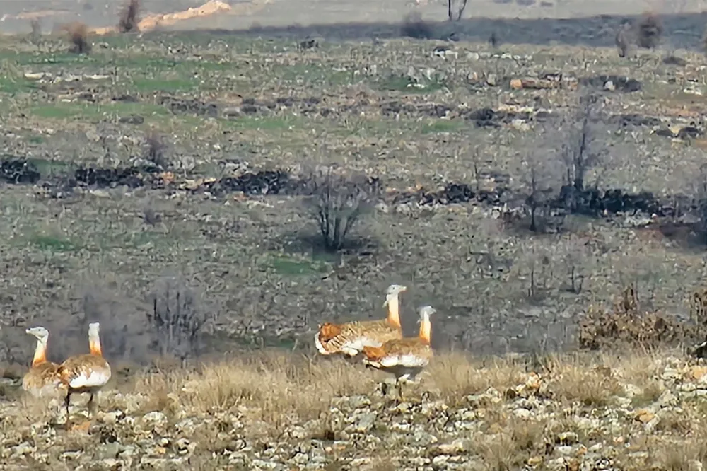 Batman'da nesli tehlike altındaki toy kuşu kameralara yansıdı