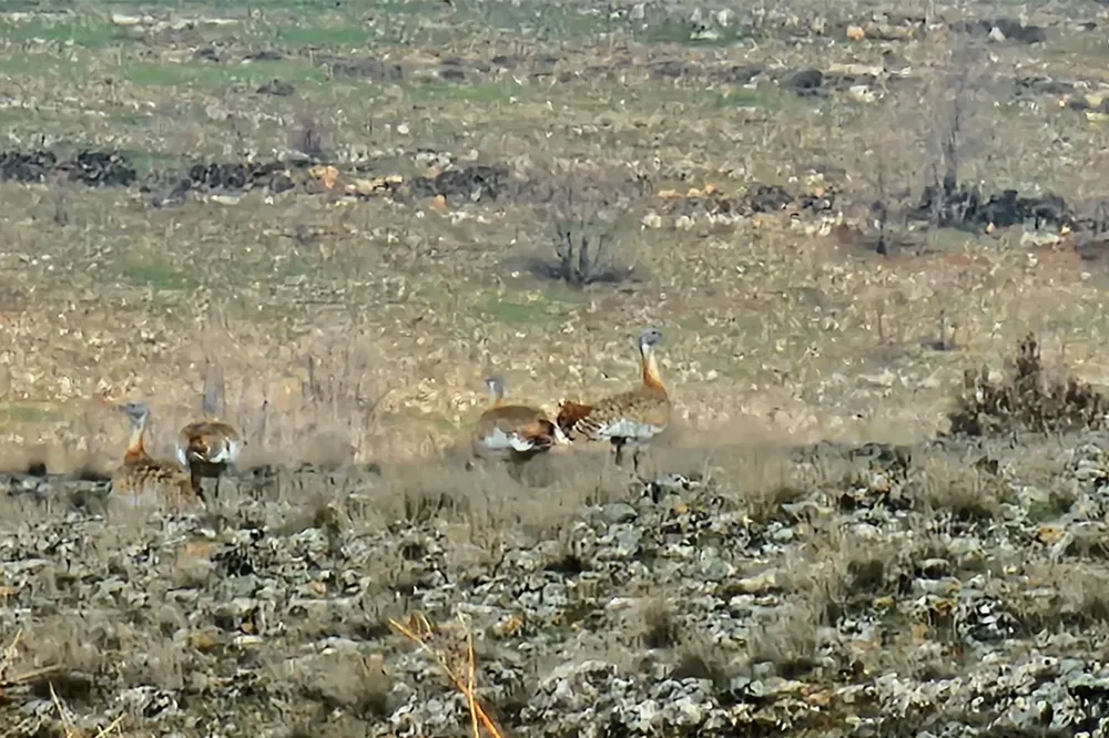 Batman'da nesli tehlike altındaki toy kuşu kameralara yansıdı