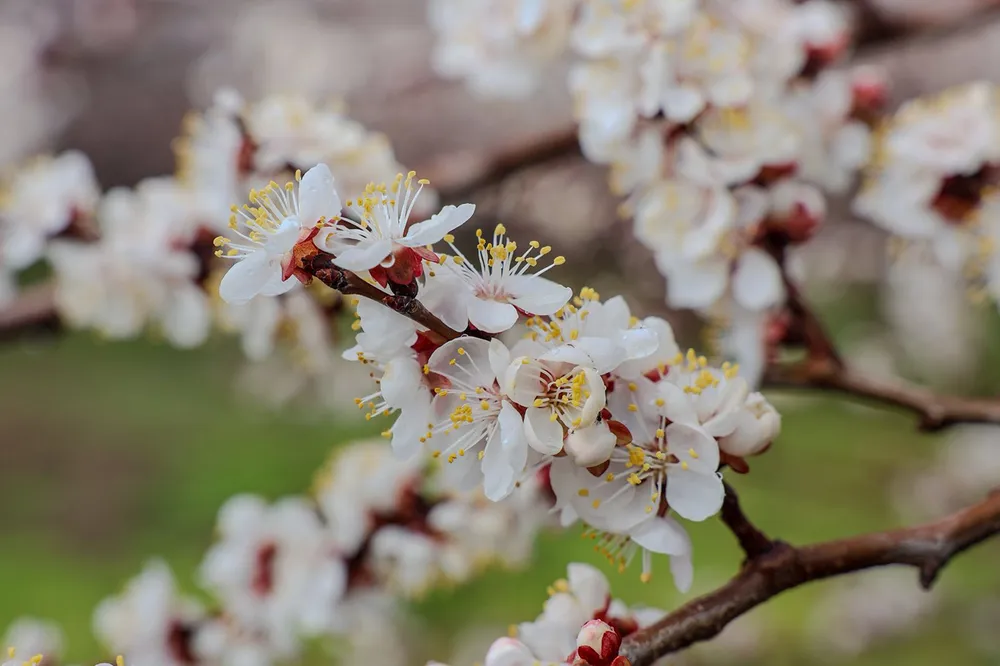 Kayısıda çiçeklenme başladı: Üreticilere monilya uyarısı