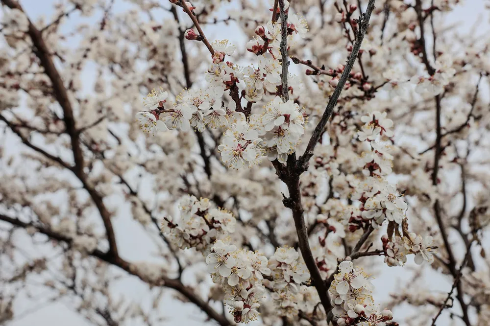 Kayısıda çiçeklenme başladı: Üreticilere monilya uyarısı