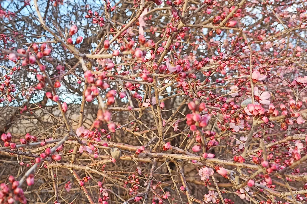 Adıyaman'da baharın müjdecisi çiçekler renk cümbüşüne döndü