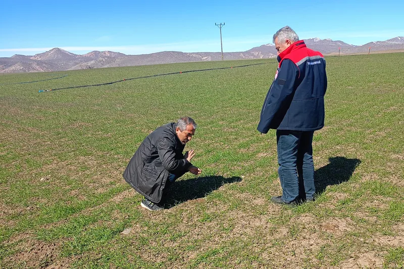 Malatya'da buğday tarlalarında hastalık denetimi