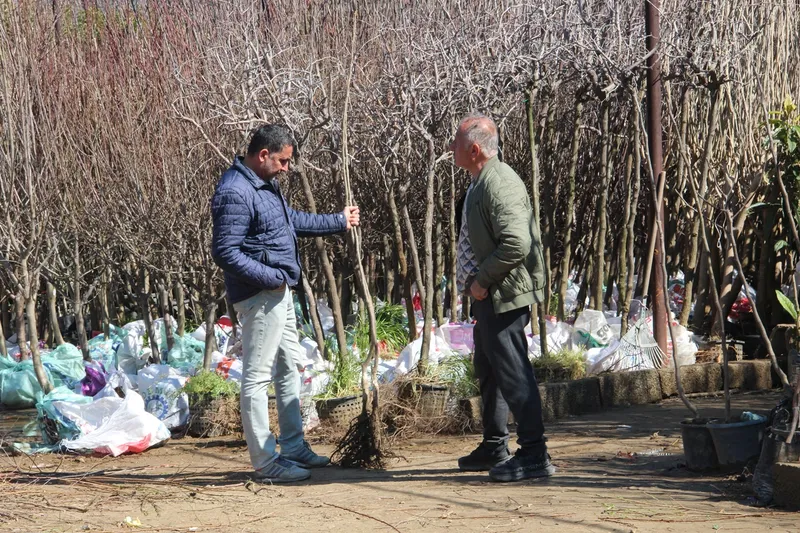 İlkbahar mevsimiyle birlikte meyve fidanı dikim sezonu başladı